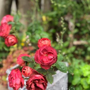 渋族の画像 by はる♪さん | バラ・ミニ薔薇とコーヒーオベーション バラとおうち園芸とガーデニングとリーフ好きﻌﻌ♥と花のある暮らしと渋族と渋かわいい