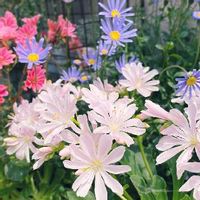 レウィシア,ブルーデージー,素敵色,かわゆい♡,ちいさな花の画像