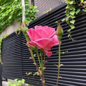 薔薇♡の画像 by mimimiさん | 小さな庭とピンクの薔薇♡と薔薇♡とピンクの薔薇と金曜日の蕾たち