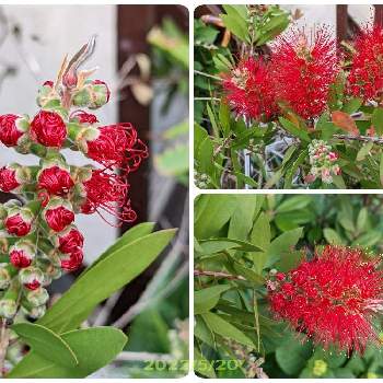 赤色の花の画像 by もぐjuhさん | お出かけ先と赤色の花とgoogle pixel5aと花色と葉っぱとお顔がこんにちは