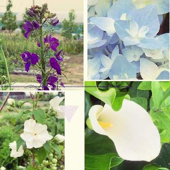 ウツギ,チドリソウ(千鳥草),カラー,紫陽花,お天気がいいな♡の画像