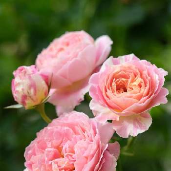 薔薇 クロード・モネの画像 by ボヤージュさん | 小さな庭と薔薇 クロード・モネと薔薇に魅せられてとバラ大好きとバラのある暮らしとデルバールとバラが好きとばら 薔薇 バラ