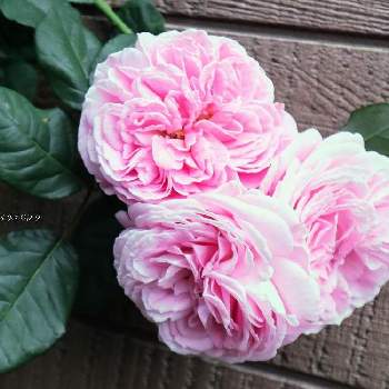 マリーヘンリエッテ,薔薇つるバラマリーヘンリエッテ,2022Kasakomaのバラ,つるバラ,鉢植えの画像