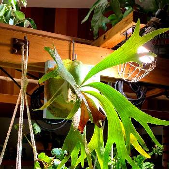 ビカクシダ ネザーランド, コウモリラン ,iPhone11ProMax,観葉植物,水やりの画像
