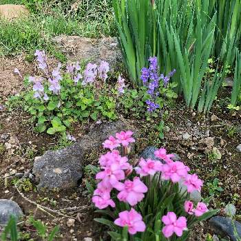 紫色の花の画像 by ちゃこさん | 広い庭と姫瑠璃虎の尾とタツナミソウ（立浪草）とアヤメとアッツザクラと地植えとピンクの花と紫色の花
