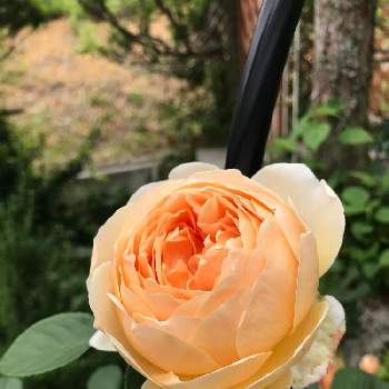 香りの良いバラの画像 by ロージー・Sさん | 広い庭とER　ジュード・ジ・オブスキュアとばら バラ 薔薇とおうち園芸と庭づくりと香りの良いバラと香りフェチとバラが大好きと手づくりの庭と花のある暮らしとロザリアンとばら育て