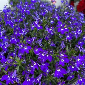 紫の花の画像 by トシさん | ロベリアと紫の花