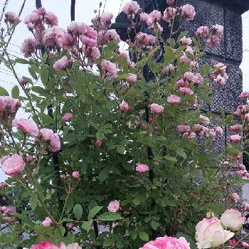 可愛い❤の画像 by モコモコさん | 小さな庭とばら バラ 薔薇と可愛い❤とバラのある暮らしと群舞バラとおうち園芸と素敵な色❤とピエールドゥロンサール♡