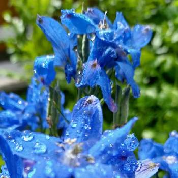 雨粒シリーズ☆の画像 by mimozaさん | 小さな庭とデルフィニウムとデルフィニウム ミントブルーと雨粒シリーズ☆とチームブルーNo.117と雨粒と美しく青きドヨウと青い花マニアとチーム・ブルー