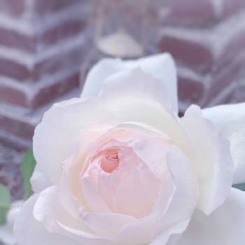 しずく′s pink flowerの画像 by 雪のしずく*さん | 広い庭とバラ、薔薇、ばらとバラ ステファニー グッテンベルグとGS4年生✿とばら バラ 薔薇と感謝カンゲキ雨嵐と薔薇初心者としずく′s pink flowerとHappiness☆としずく′s white flowerと自己大満足♡