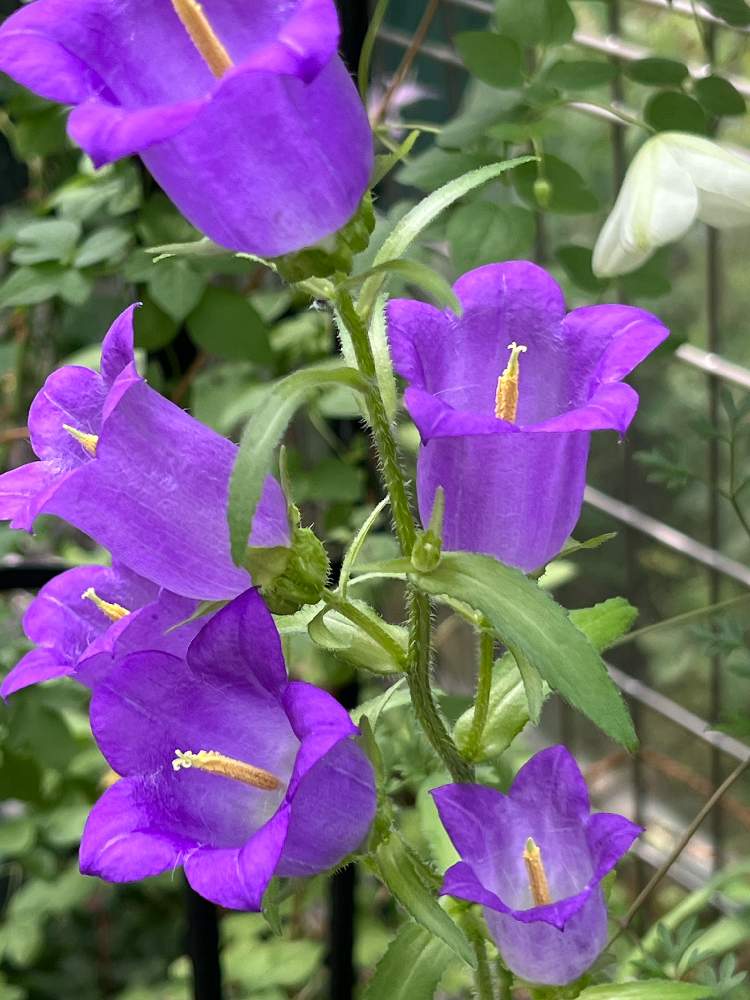 カンパニュラ メディウムの投稿画像 By ぴーのたんさん カンパニュラとエントランスとカンパニュラ と青系の花とカンパニュラ と青系の花 22月5月21日 Greensnap グリーンスナップ Greensnap グリーンスナップ