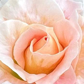 香りの良いバラの画像 by ひみつのアッコちゃんさん | バラ ロココと我が家の花畑と可愛い花とバラ大好きと花のある生活と美しい花と元気な花と香りの良いバラと大好きな花と花を見る喜びと私のお気に入りと秘密の花園と地植えの花