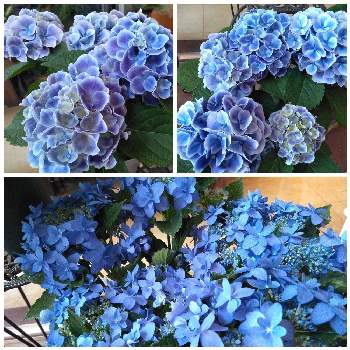 青い花で新年会2022の画像 by 葉月sunさん | 紫陽花　あじさい　アジサイと美しき青きドヨウと青い花で新年会2022