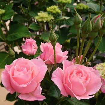 実家の庭の画像 by ohalu_uさん | 薔薇とみどりのある暮らしと実家と５月とありがとう♡と嬉しいと植物だいすきと大好きと元気！と実家の庭と美しいと綺麗と強い子と平和を願う☆と可愛いとばら 薔薇 バラと❤️癒されてと今年も咲きました❣️と花が好きといやし♪と素敵