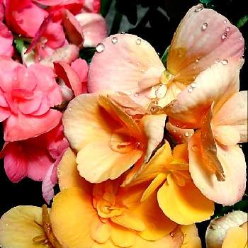 にわの画像 by うまこさん | 小さな庭とリーガスベゴニアときいろと植物大好きとピンク❤︎ピンクときれいとにわと鉢植えと可愛いと綺麗な色♡と花のある暮らしとかわいいとチーム愛知