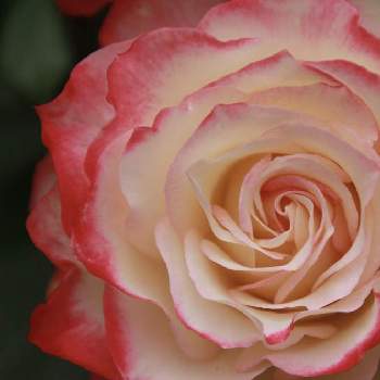 エレガントの画像 by こまくささん | お出かけ先とジュビレ・デュ・プリンス・ドゥ・モナコとばら バラ 薔薇と一眼レフと美しいとバラが好きとエレガントと素敵