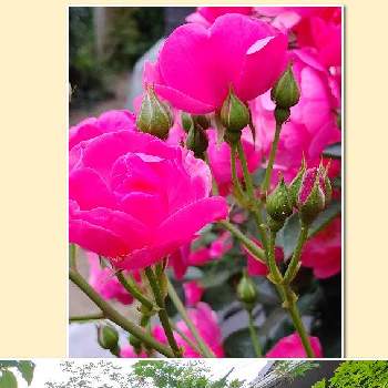 薔薇♡の画像 by michi(•ө•)♡さん | 小さな庭と薔薇♡とバラ薔薇ばらら～❤️とおうち園芸とミッチの会