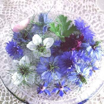 ヤグルマソウ(矢車草),ニゲラ,ボリジ,花のある暮らし,スガハラガラスの画像