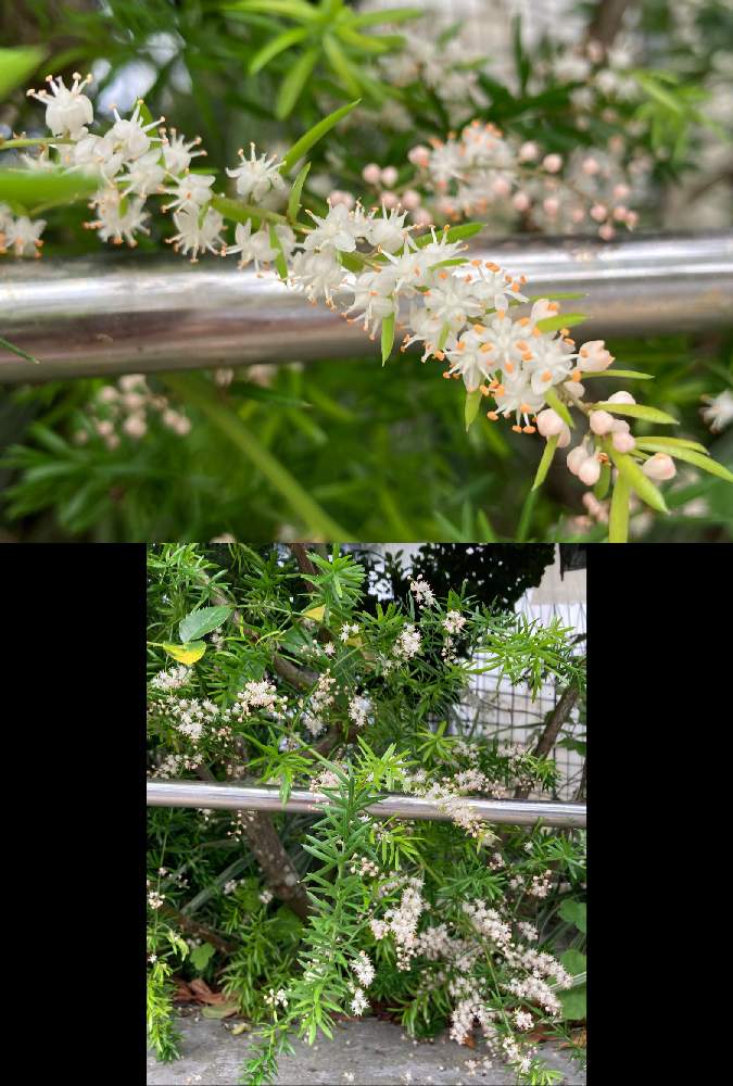 アスパラガス スプレンゲリーの投稿画像 By ちゅら34さん お出かけ先とお散歩と白い花とアスパラガススプレンゲリーと沖縄とお散歩と白い花と アスパラガススプレンゲリーと沖縄 22月5月21日 Greensnap グリーンスナップ Greensnap グリーンスナップ