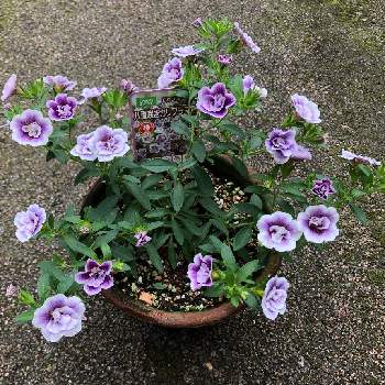 紫の花の画像 by TARI24さん | アプローチと八重咲きカリブラコアと鉢植えと明るい日陰と半日陰と紫の花