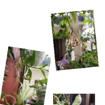 ホヤ・セブンスターの画像 by k.miuさん | 窓辺とホヤ(サクララン)とホヤ・マチルダとホヤ・セブンスターとおうち園芸