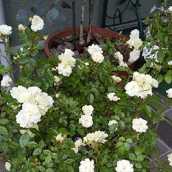 ミニバラ グリーンアイスの画像 by cookさん | 玄関とウクライナに平和をとばら バラ 薔薇とバラはいいなぁとコガネムシとの戦い❗️とおうち園芸とミニバラ グリーンアイス