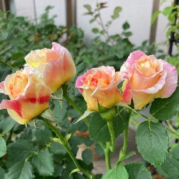 バラ クロードモネの画像 by hanamizukiさん | バラ クロードモネとばら バラ 薔薇とありがとう♡と自己満足とプリチー♡とバラ鉢植えと花のある暮らしと薔薇♪と薔薇あどと麗しい