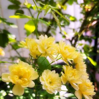 山形の画像 by モコママさん | 小さな庭とモッコウバラと可愛い〜♡と黄色い花♡と山形