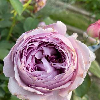 綺麗な薔薇の画像 by ラックスさん | 広い庭とリラとカップ咲と木立性と綺麗な薔薇と藤色の花と広いお庭と薔薇のある家とガーデニングと四季咲バラと耐病性強