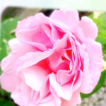 暖かいの画像 by yoshi☘️さん | 小さな庭と薔薇とみどりのある暮らしと暖かいとピンクの薔薇とガーデニングと元気に育ててますよと薔薇♪と香りの薔薇