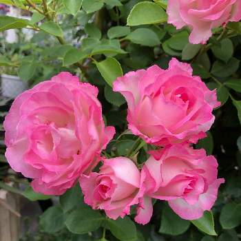 いただきものの画像 by 桜海さん | 小さな庭とピンクアイスバーグとばら バラ 薔薇といただきものとおうち園芸とエンゲイ係数高めと植中毒とオシャンティと花のある暮らしとバラ・ミニバラとちょっとかわってるとおおきくなあれ