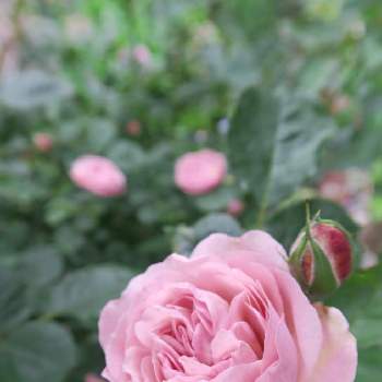 ばらの香りの画像 by もずくさん | 小さな庭とバラ フローレンス・デルアットルとばら バラ 薔薇とバラのある暮らしと花は癒し.｡.:*♡とばらの香りと私のお気に入りと花は癒やし♡
