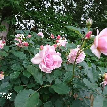 中ぐらいの庭の画像 by CNGさん | 薔薇  フェリシアと中ぐらいの庭