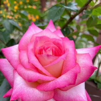背が高いの画像 by Angela350さん | 広い庭とコルデス・パーフェクタとやさしい色...とバラと暮らすといつもありがとう♡といやされる♡と大輪とつるバラとピンクとつぼみがたくさんと薔薇 ほほえみと花のある暮らしと背が高いとかわいい花と微笑み