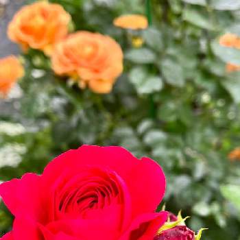 赤薔薇の画像 by jurarararara〜☆さん | レッドレオナルドダヴィンチとウクライナに平和をとばら バラ 薔薇とありがとう❤️と薔薇に魅せられてと感謝とこんな時こそ花をとコロナに負けるな！と世界に平和をと元気もらえるとGSに感謝。とラブ❤と可愛い〜♡と小さな幸せ♡と元気に育ててますよと薔薇♪と花が好きとやっぱり花が好き♡と赤薔薇