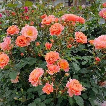 バラ サンセットグロウ,ばら バラ 薔薇,千葉県,つるバラ,花のある暮らしの画像