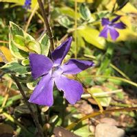 ツルニチニチソウ,青色の花,小さな庭の画像