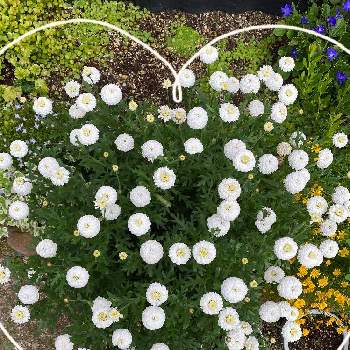可愛いお花の画像 by くみこさん | 小さな庭とお花大好き♡とモリモリ！と蕾組の子と可愛いお花と小さな花壇とおうち園芸とやっぱり白花とマルコロッシとお花のある生活と白い花と緑のある生活