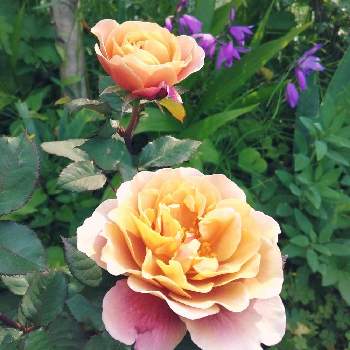 バラ ディスタントドラムスの画像 by とこちゃんさん | 小さな庭とバラ ディスタントドラムスと遊び心と大好きな色と癒しとGS映えときれいとおうち園芸と花いろいろと可愛いと花のある暮らしとバラばら薔薇と感激