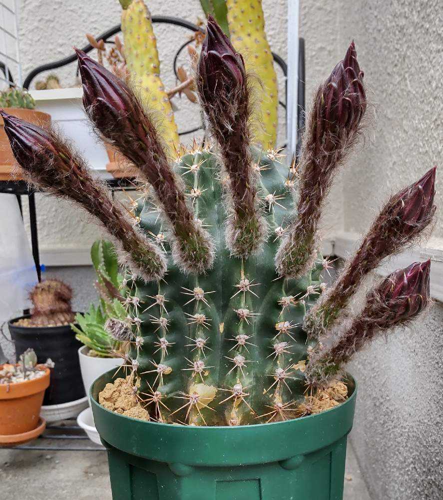 短毛丸とは何か？ 短毛丸とそっくりさんの見分け方について