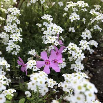 北海道でも越冬しますの画像 by rosa sさん | 小さな庭とフチンシア アイスキューブとシバザクラとピンクの花と小花会と北海道でも越冬しますと白い花と北海道