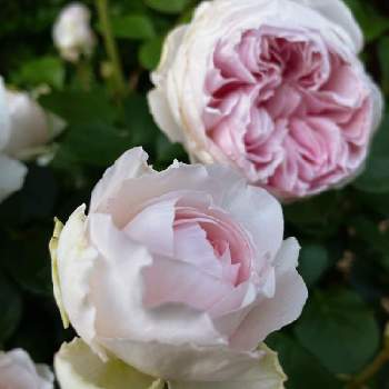 クリスティアーナ　バラの画像 by hiroさん | 小さな庭とガーデンと庭のバラとばら バラ 薔薇とバラ大好きとピンクのバラ♡とクリスティアーナ　バラとマイガーデンとバラのある暮らしと薔薇のある暮らし♡と小さな庭♡とイングリッシュ・ローズと花のある暮らしとバラを楽しむ