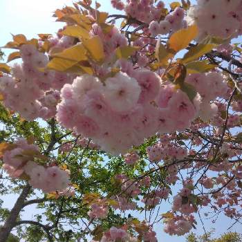 お散歩中の画像 by はむしょうさん | お出かけ先と八重桜と北海道とお散歩中と道民あるある