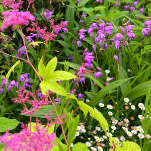 ピンクのお花,屋上庭園,かわぃぃ。,シモツケソウ属,植物散歩の画像