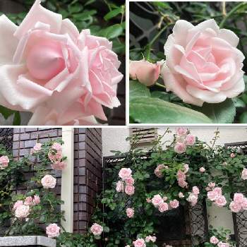 薔薇ニュードーンの画像 by michelleさん | 小さな庭とニュードーンとつるバラ壁面誘引と薔薇ニュードーンと育てる楽しみとありがとう♡とバラ大好きとワクワクドキドキとつるバラといつのまにかとバラの季節と感無量とばら 薔薇 バラとバラを楽しむ