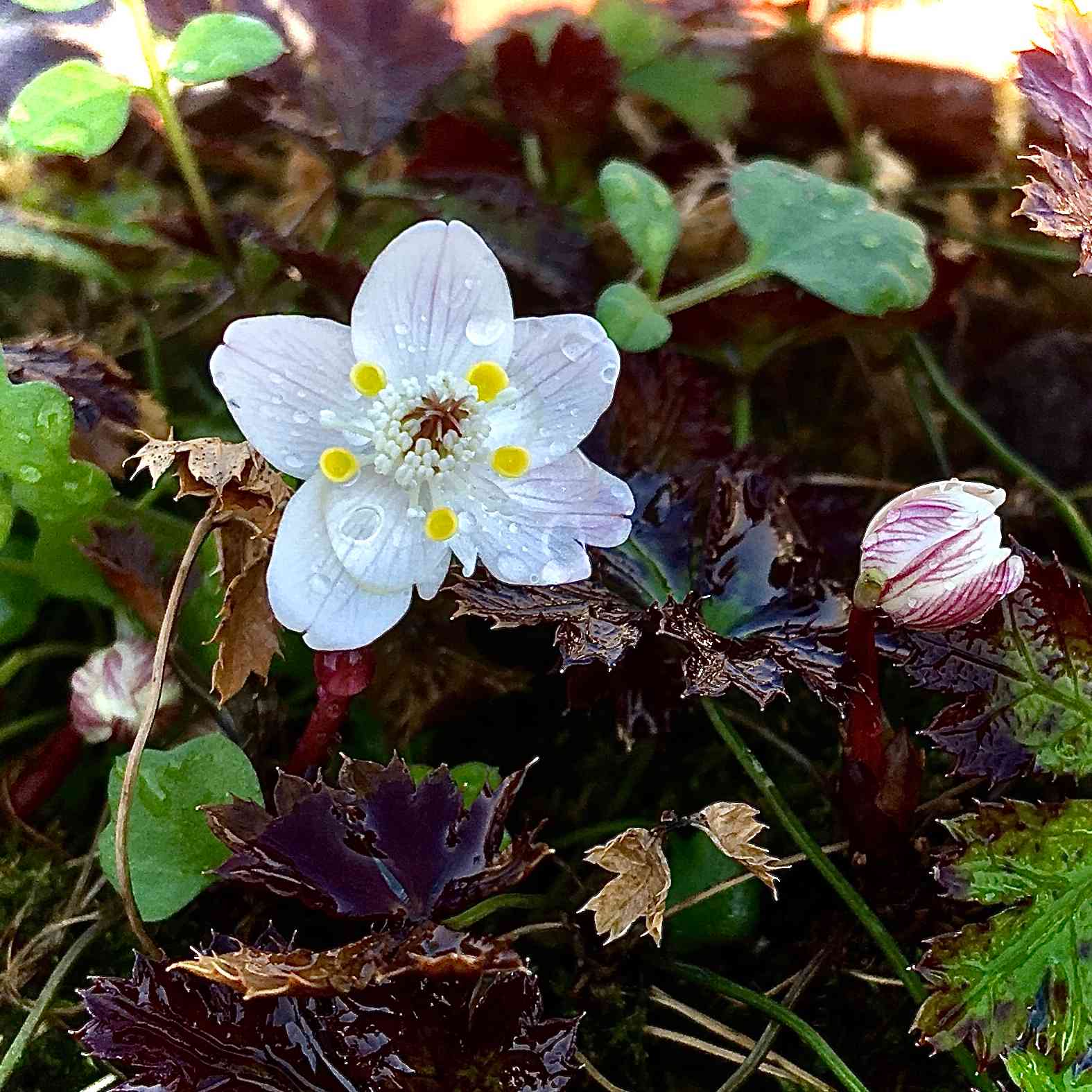 05月21日、時期外れですが、バイカオウレンを植え替えました｜🍀GreenSnap（グリーンスナップ）