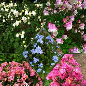 忘れな草の画像 by シゲちゃんの花さん | お出かけ先とオダマキと忘れな草と満開と花のある暮らしと信州スカイパーク