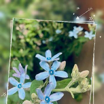 ブルースター☆の画像 by momoさん | 小さな庭とブルースター☆と美しき青きドヨウと癒やしとおしゃれな土曜日♪とお庭のお花と青い花と花のある暮らしと青い花マニアとお花は癒しと青い花大好き