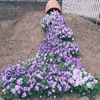 こぼれ鉢の投稿画像一覧 Greensnap グリーンスナップ