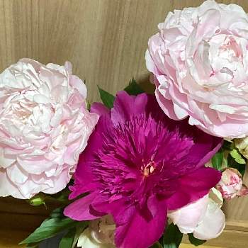 我が家の花の画像 by 和花さん | 芍薬(シャクヤク）と色がきれいと綺麗に咲きました♡とこうなりました！と上品な色合いと花のある暮らしと我が家の花